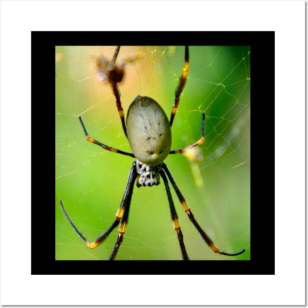 The Orb Weaver Spider awaits its meal! Wall Art by Mickangelhere1